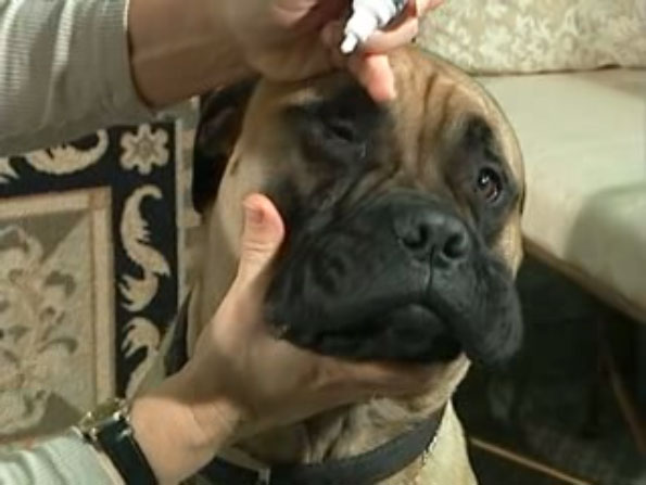 Administering eye drops to your dog | Veterinarians in Burlington, Ontario | Upper Middle Road Animal Hospital Administering eye drops to your dog | Veterinarians in Burlington, Ontario | Upper Middle Road Animal Hospital